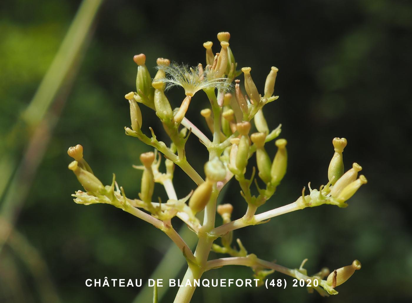 Valerian, Mauve fruit